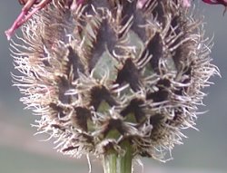 Centaurea kotschyana (chaber Kotschyego)