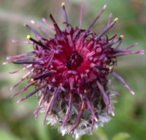 Centaurea kotschyana (chaber Kotschyego)