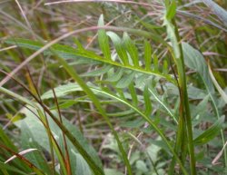 Centaurea kotschyana (chaber Kotschyego)