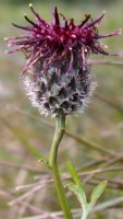 Centaurea kotschyana (chaber Kotschyego)