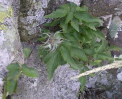 Clematis alpina