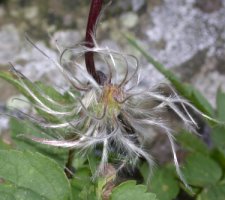 Clematis alpina