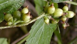 Cuscuta lupuliformis (kanianka wielka)