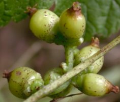 Cuscuta lupuliformis (kanianka wielka)