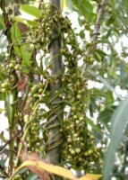 Cuscuta lupuliformis (kanianka wielka)