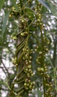 Cuscuta lupuliformis (kanianka wielka)