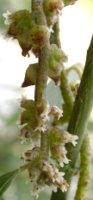 Cuscuta lupuliformis (kanianka wielka)