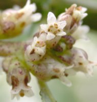 Cuscuta lupuliformis (kanianka wielka)