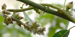 Cuscuta lupuliformis (kanianka wielka)