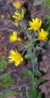 Hieracium sabaudum