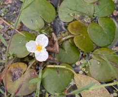 Hydrocharis morsus-ranae (żabiściek pływający)