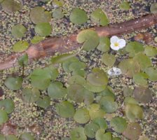 Hydrocharis morsus-ranae (żabiściek pływający)