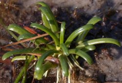 Lobelia dortmanna