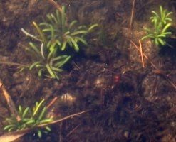 Lobelia dortmanna