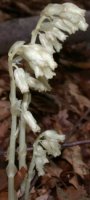 Monotropa hypopitys