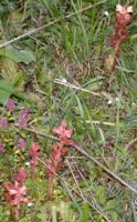 Orobanche alba (zaraza macierzankowa)