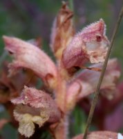 Orobanche alba (zaraza macierzankowa)