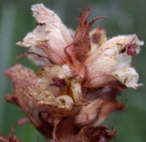 Orobanche alba (zaraza macierzankowa)