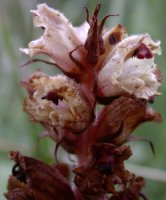 Orobanche alba (zaraza macierzankowa)