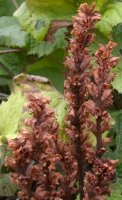 Orobanche flava