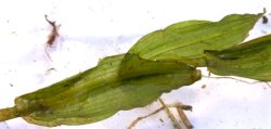Potamogeton perfoliatus (rdestnica przeszyta)