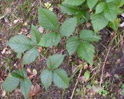 Rubus hercynicus (jeżyna hercyńska)