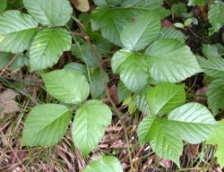 Rubus hercynicus (jeżyna hercyńska)