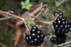 Rubus hercynicus (jeżyna hercyńska)