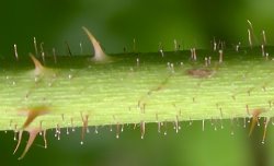 Rubus hirtus agg. (jeżyna gruczołowata)