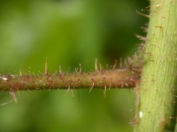 Rubus hirtus agg. (jeżyna gruczołowata)