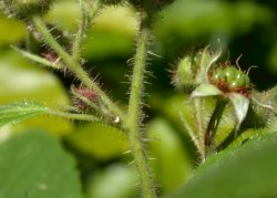Rubus hirtus agg. (jeżyna gruczołowata)