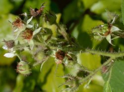 Rubus hirtus agg. (jeżyna gruczołowata)