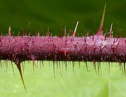 Rubus hirtus agg. (jeżyna gruczołowata)