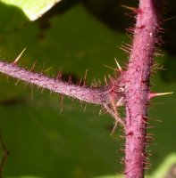 Rubus hirtus agg. (jeżyna gruczołowata)