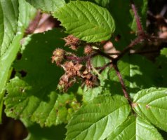 Rubus hirtus agg. (jeżyna gruczołowata)