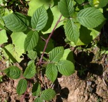 Rubus hirtus agg. (jeżyna gruczołowata)