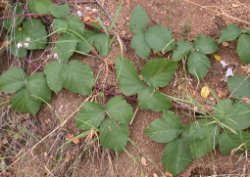 Rubus hirtus agg. (jeżyna gruczołowata)