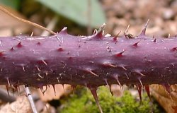 Rubus hirtus agg. (jeżyna gruczołowata)