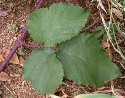 Rubus hirtus agg. (jeżyna gruczołowata)