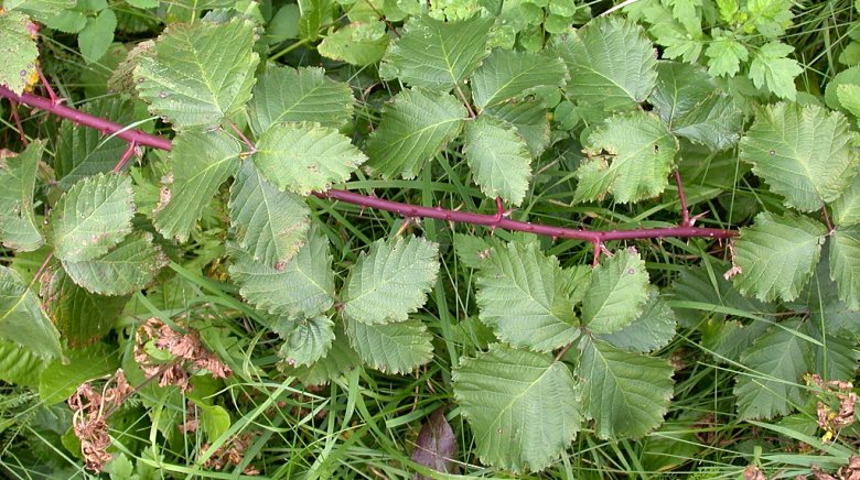 Rubus kuleszae