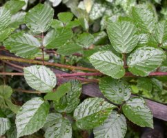 Rubus salisburgensis (jeżyna salzburska)