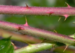 Rubus salisburgensis (jeżyna salzburska)