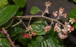 Rubus salisburgensis (jeżyna salzburska)