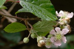 Rubus salisburgensis (jeżyna salzburska)