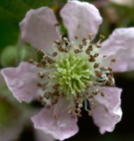 Rubus salisburgensis (jeżyna salzburska)