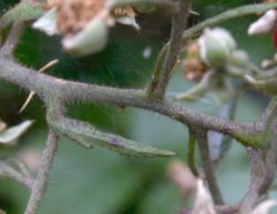 Rubus salisburgensis (jeżyna salzburska)