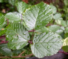 Rubus salisburgensis (jeżyna salzburska)