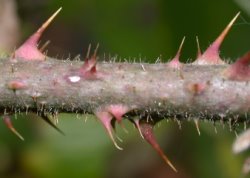 Rubus schleicheri (jeżyna Schleichera)