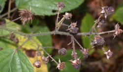 Rubus schleicheri (jeżyna Schleichera)