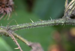 Rubus schleicheri (jeżyna Schleichera)